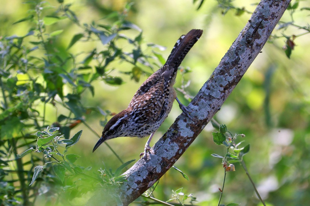 Cactus Wren - ML641314787