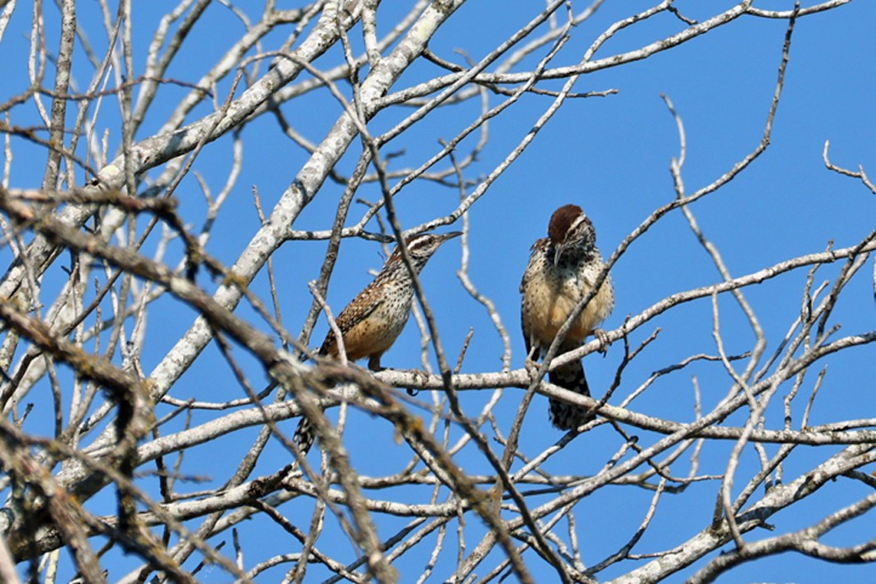 Cactus Wren - ML641314788