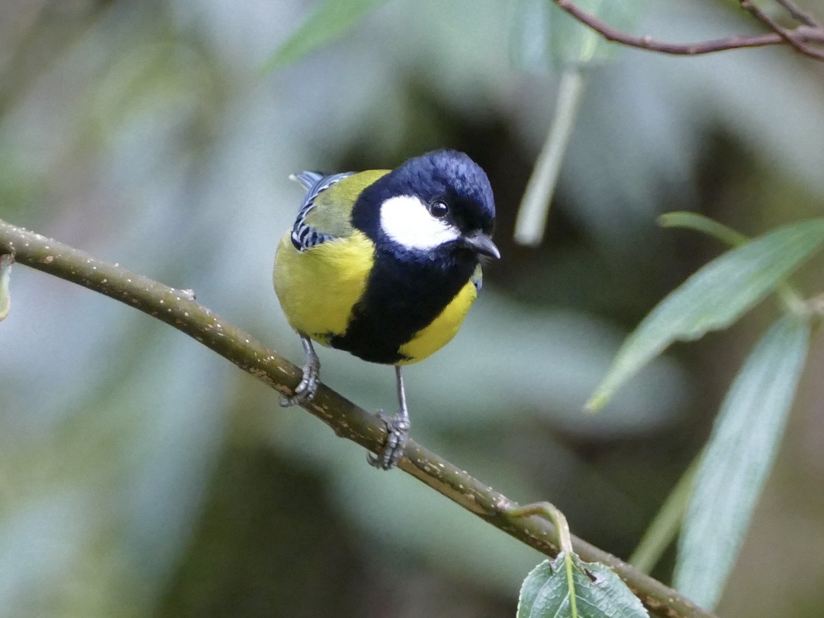 Green-backed Tit - ML641314808