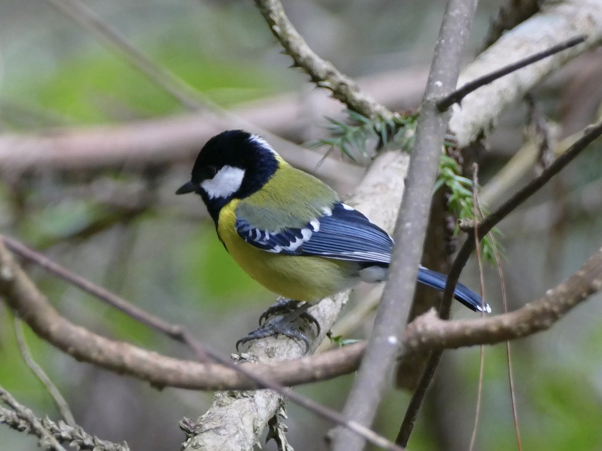 Green-backed Tit - ML641314809