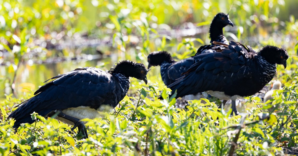 Horned Screamer - ML641314812