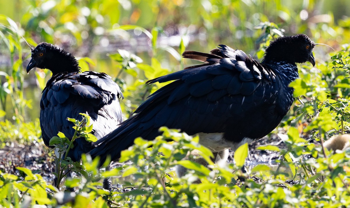 Horned Screamer - ML641314813