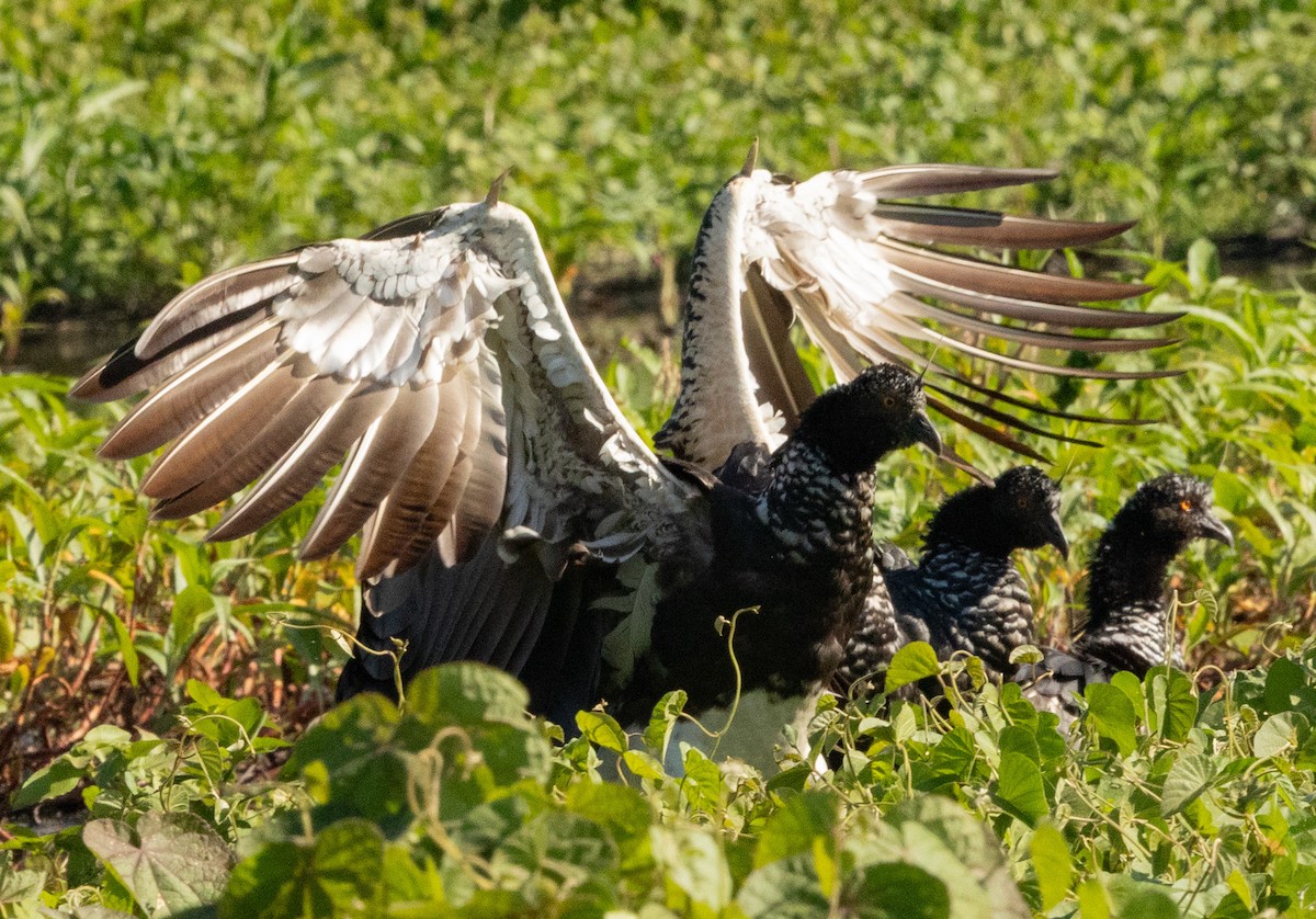Horned Screamer - ML641314814
