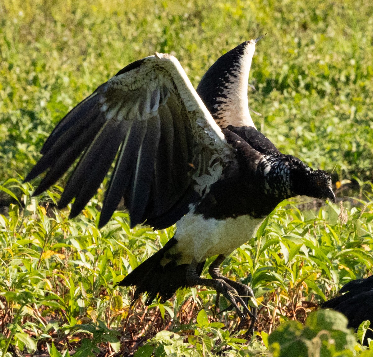 Horned Screamer - ML641314815