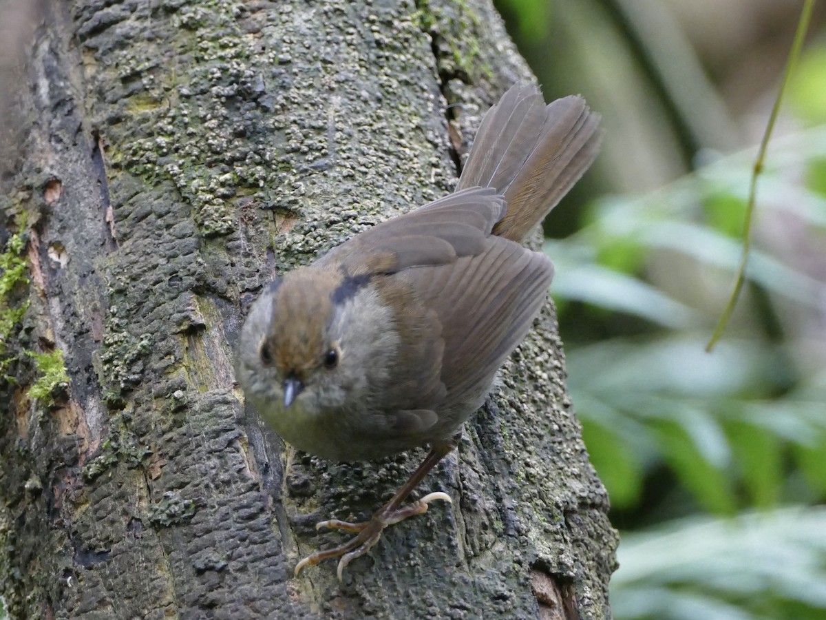 Dusky Fulvetta - ML641314853