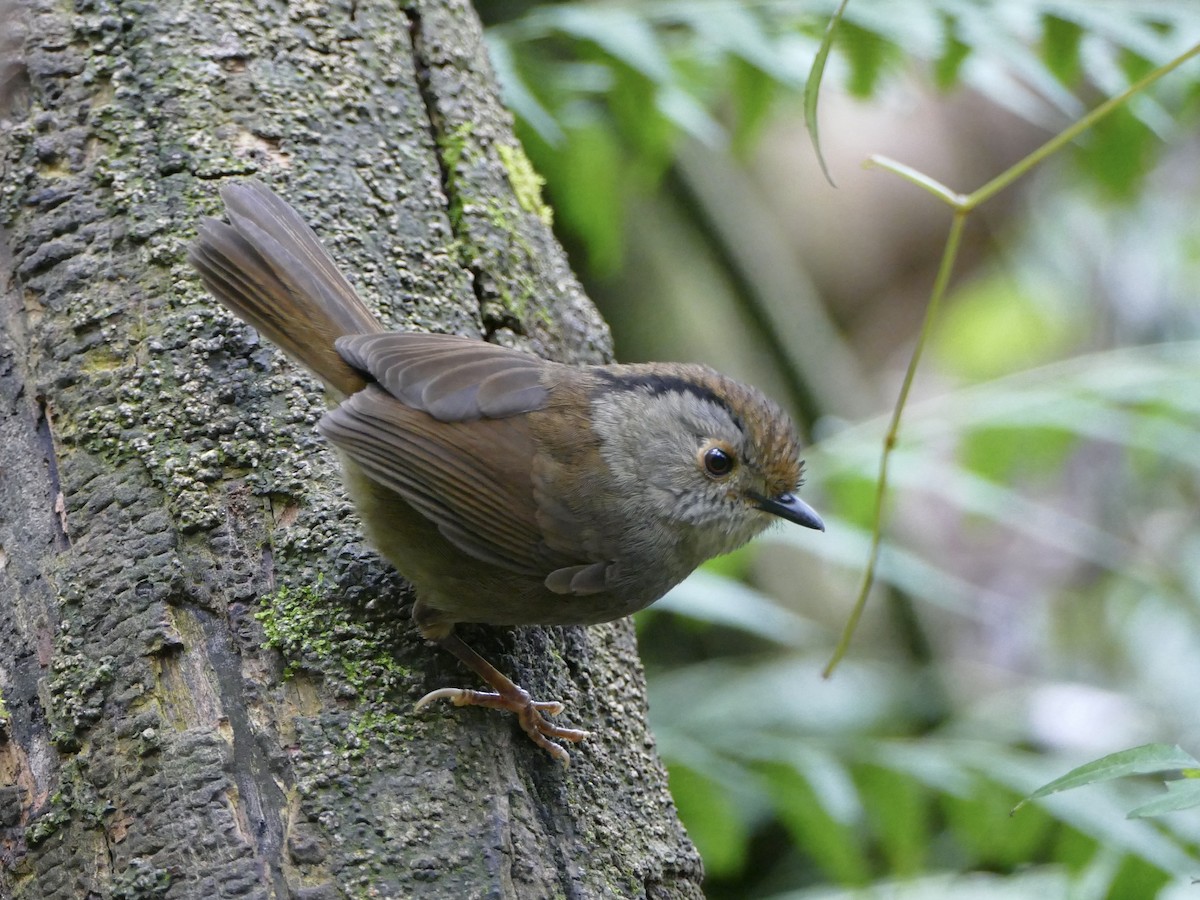 Dusky Fulvetta - ML641314854