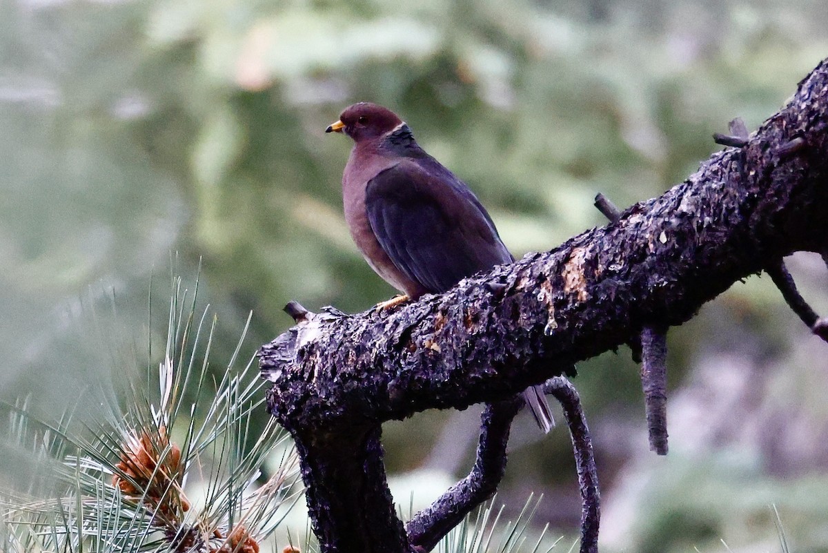 Band-tailed Pigeon - ML641314867