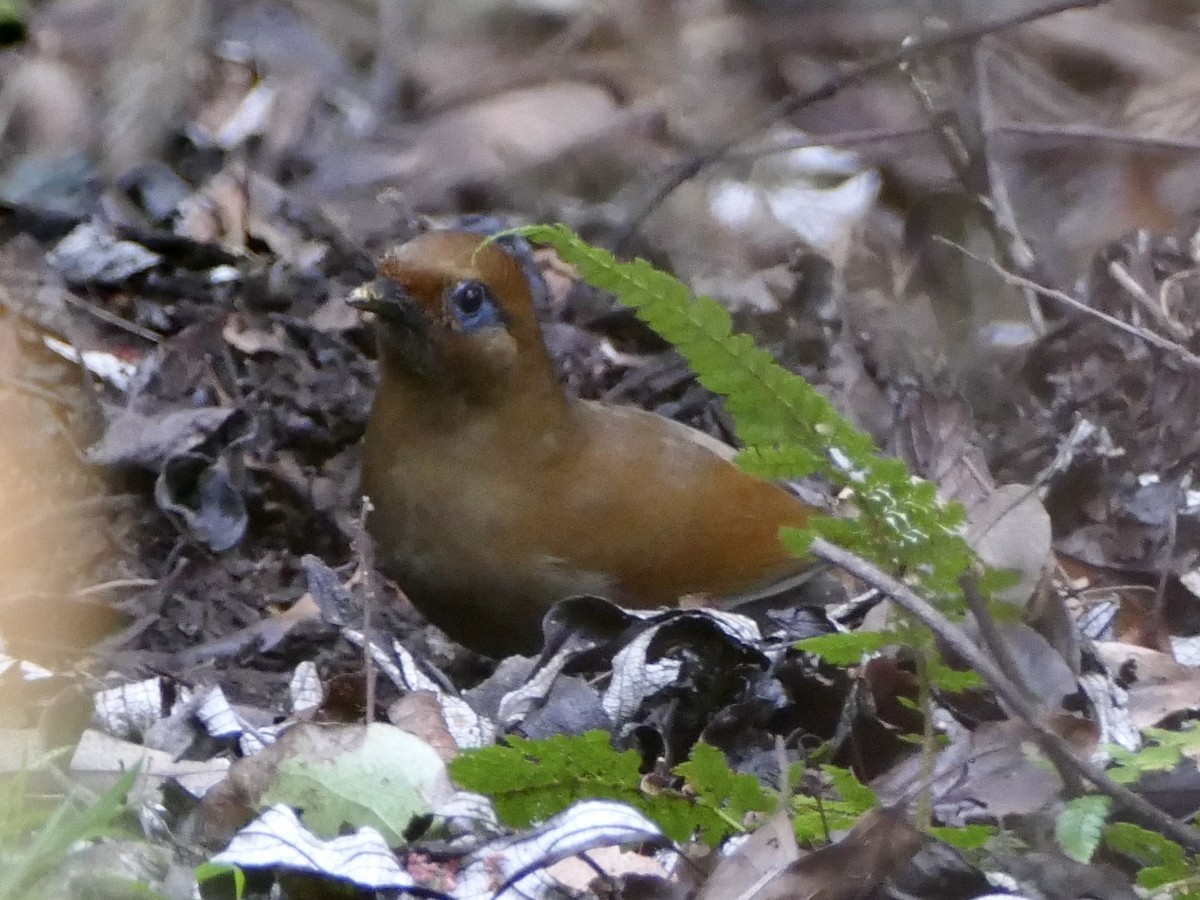 Rusty Laughingthrush - ML641314872