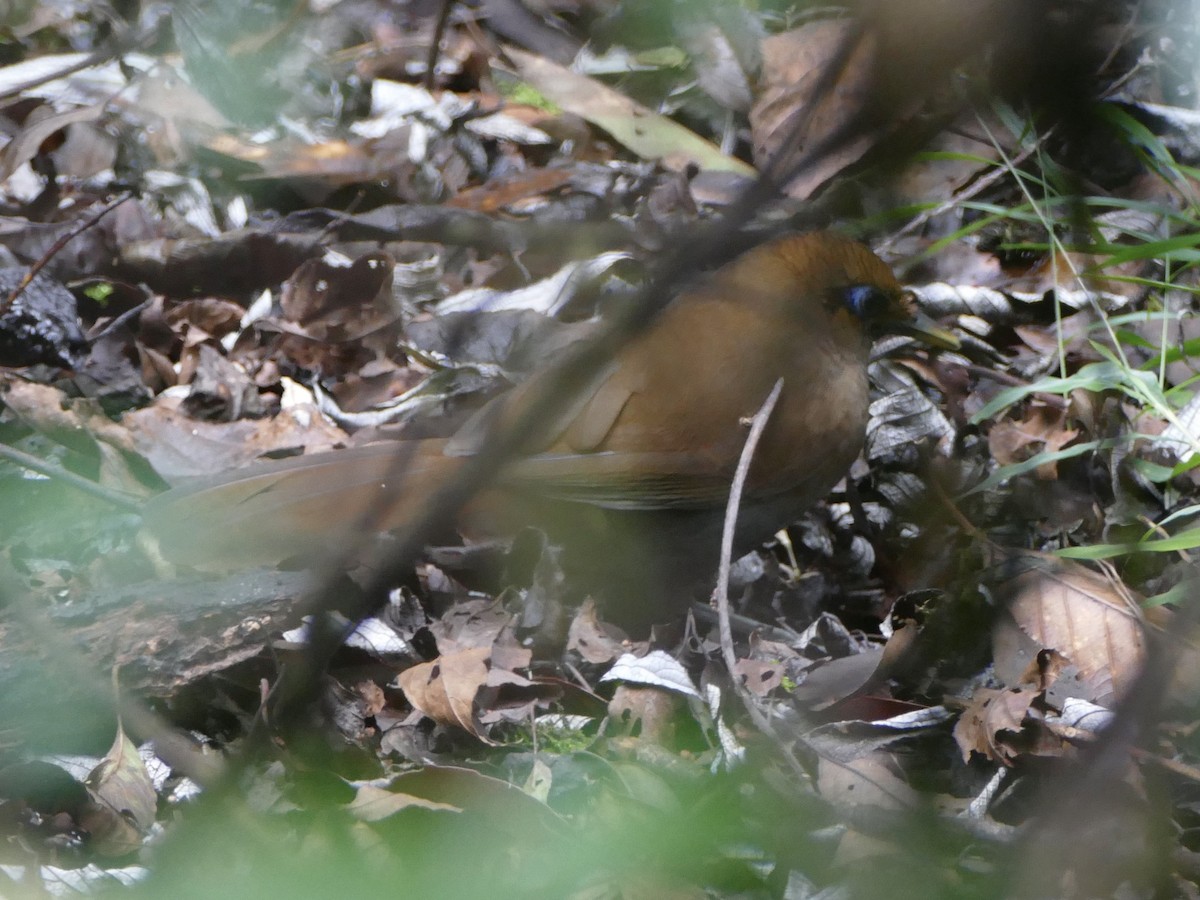 Rusty Laughingthrush - ML641314873