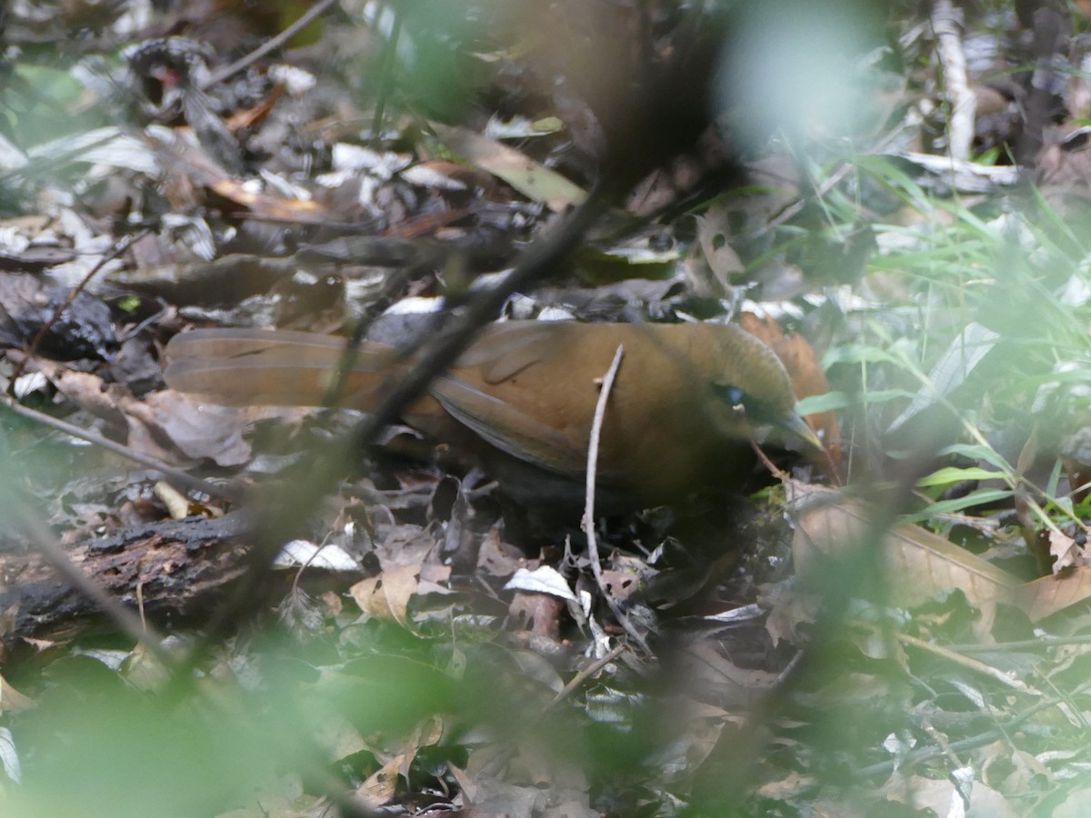 Rusty Laughingthrush - ML641314874