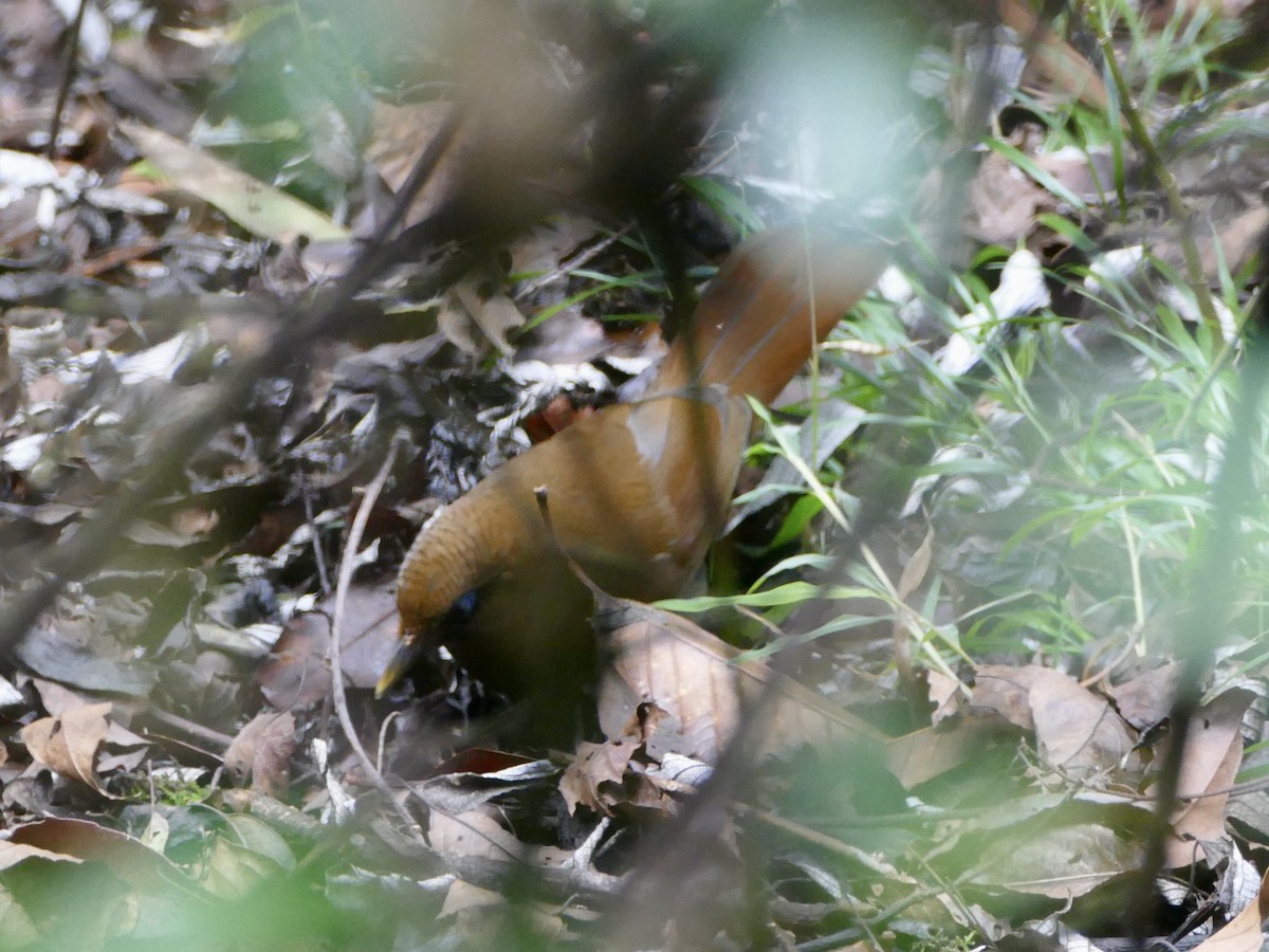 Rusty Laughingthrush - ML641314875