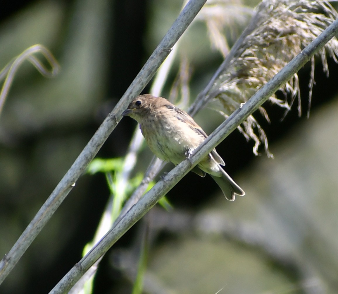 Indigo Bunting - ML641314876