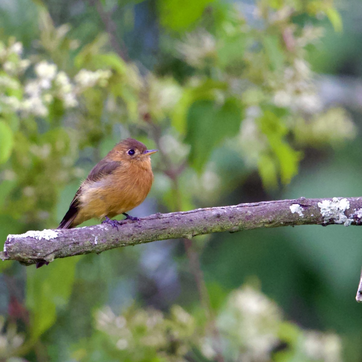 Tufted Flycatcher - ML641314888