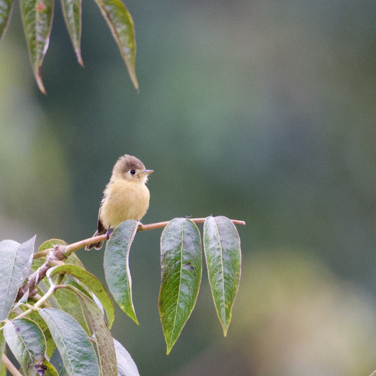 Buff-breasted Flycatcher - ML641314896
