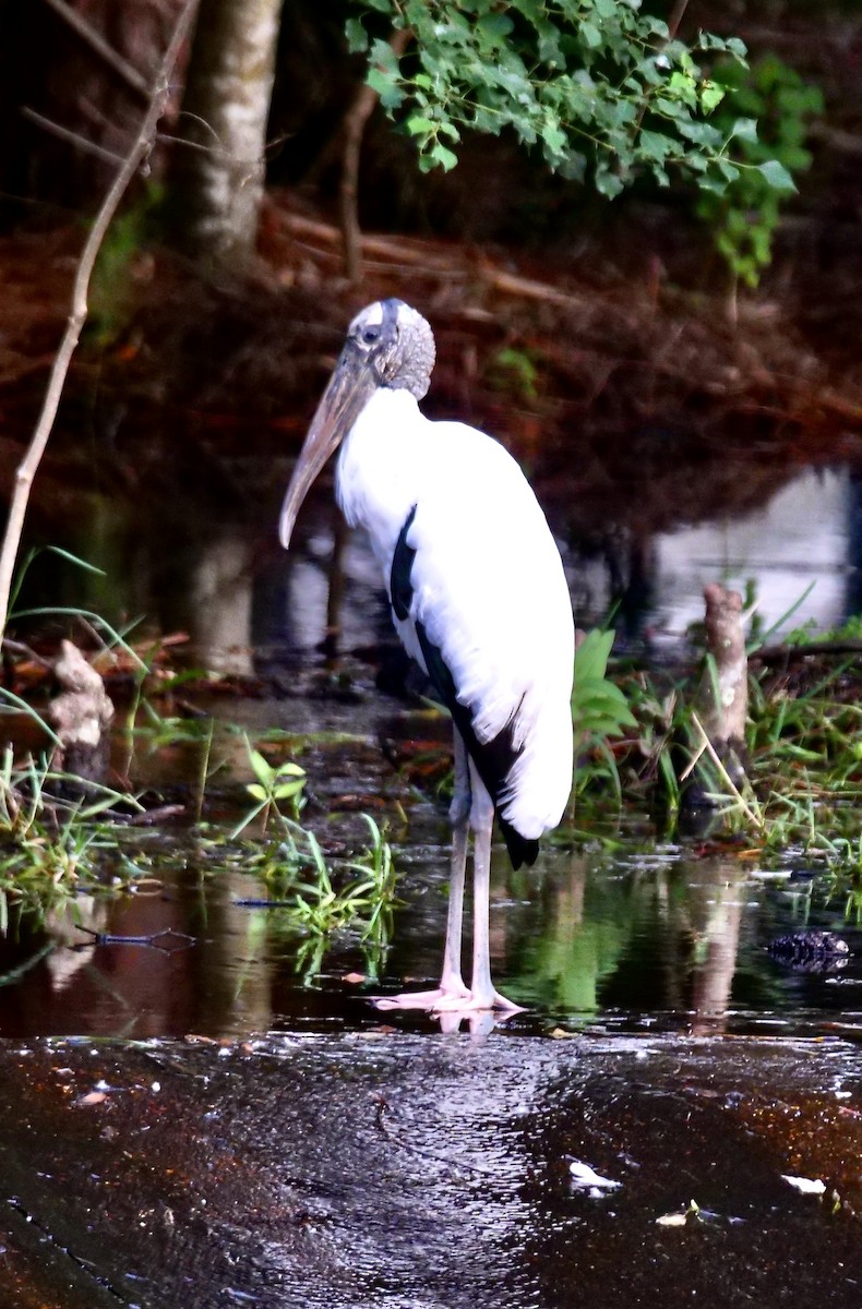 Wood Stork - ML641314959