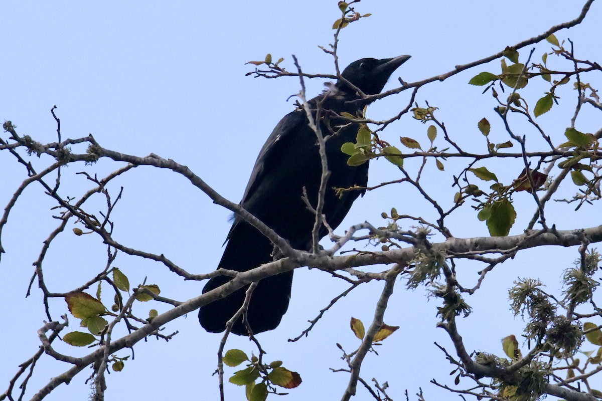 American Crow - ML641314961