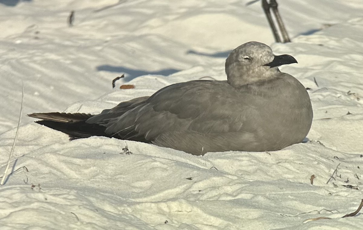 racek tmavý - ML641314972