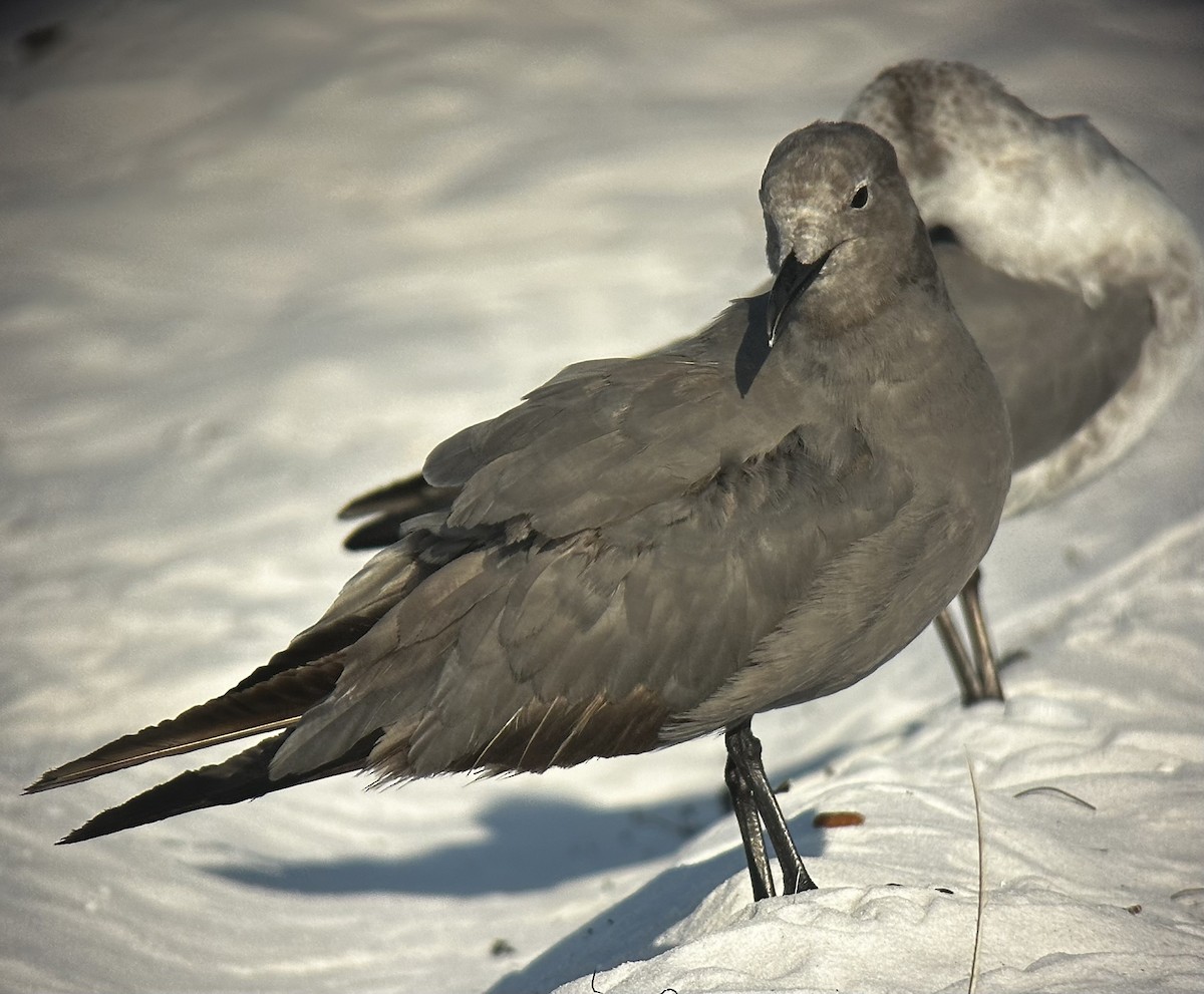 racek tmavý - ML641314973