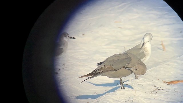 Gray Gull - ML641314975