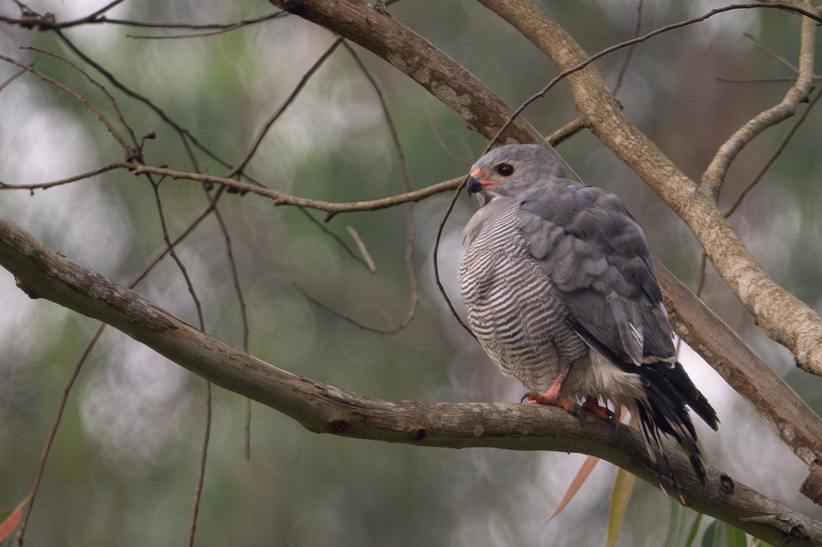 Lizard Buzzard - ML641315041