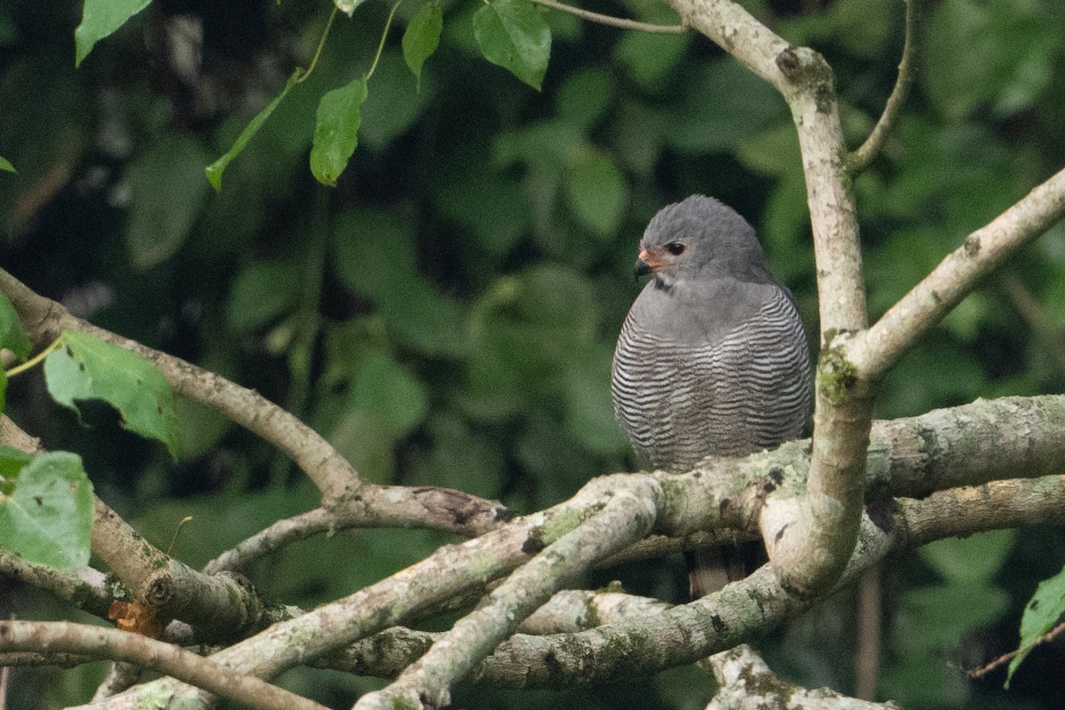 Lizard Buzzard - ML641315048