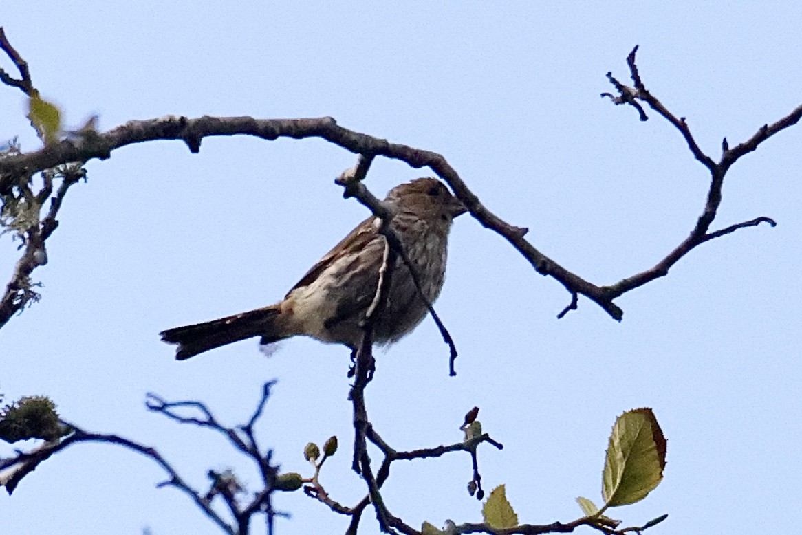 House Finch - ML641315049