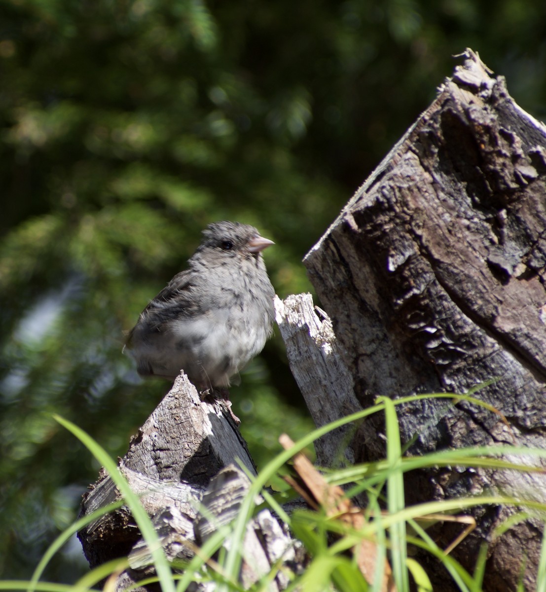 strnadec zimní (ssp. hyemalis/carolinensis) - ML641315054