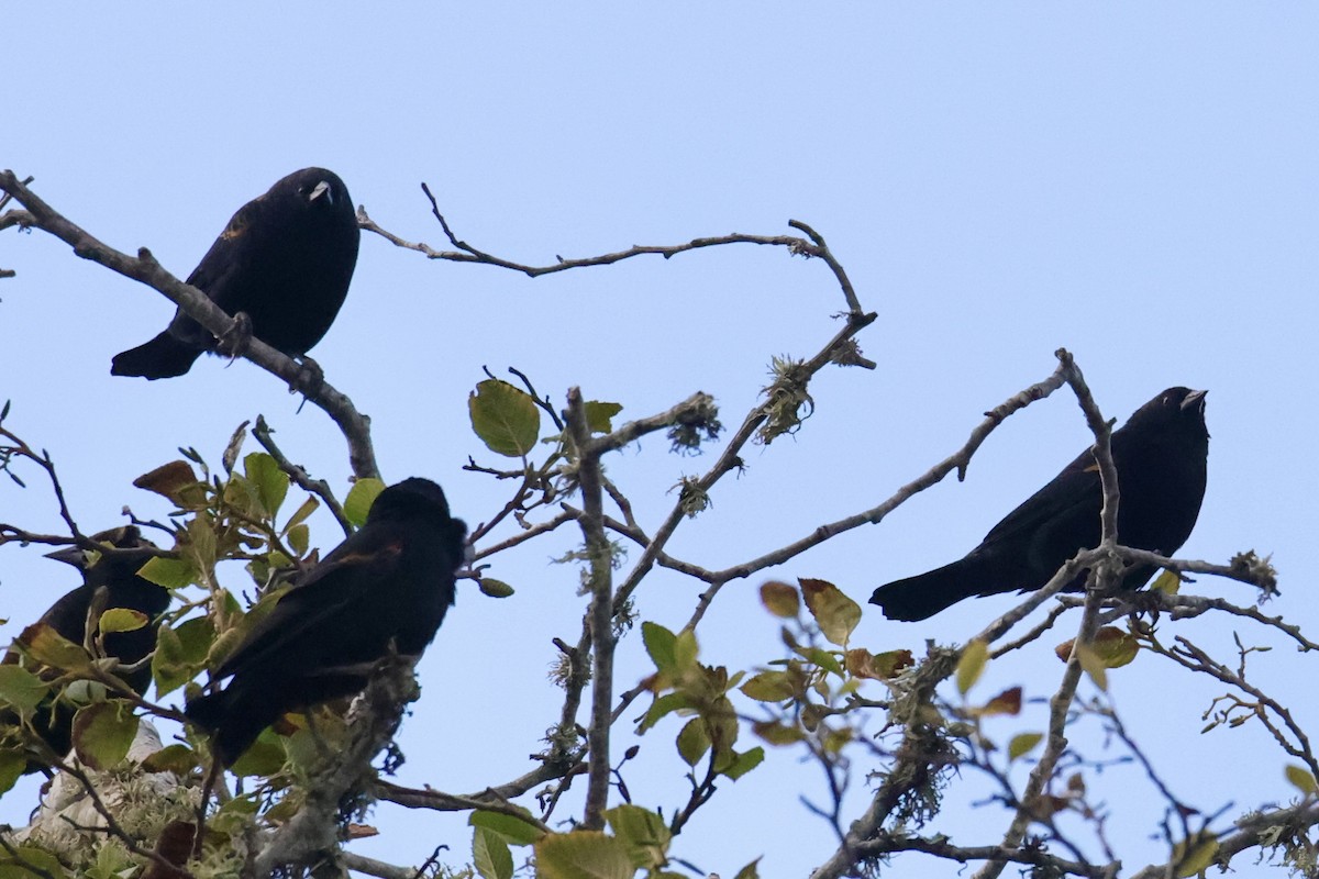 Red-winged Blackbird - ML641315084