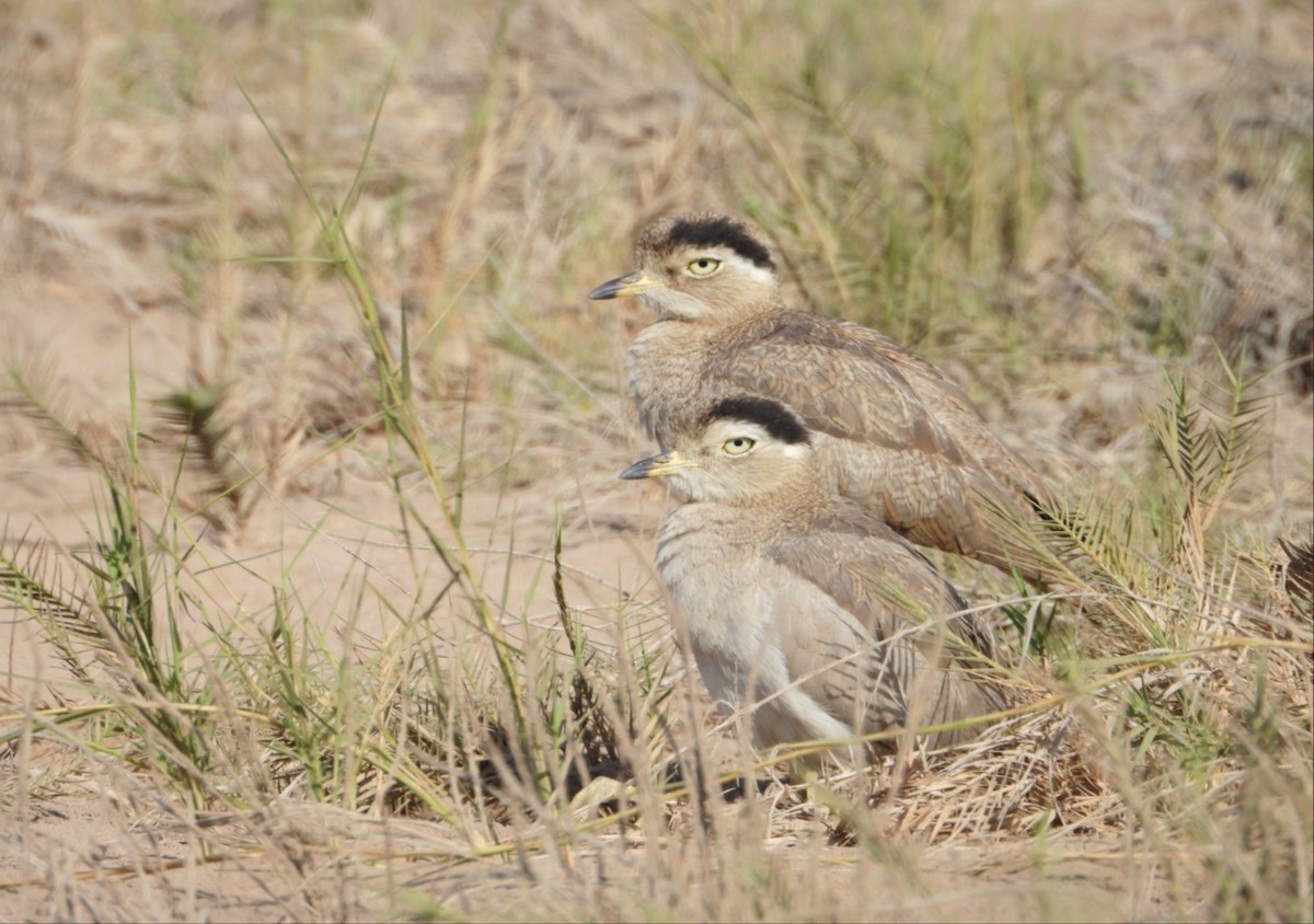 Peru Kocagözü - ML641315085