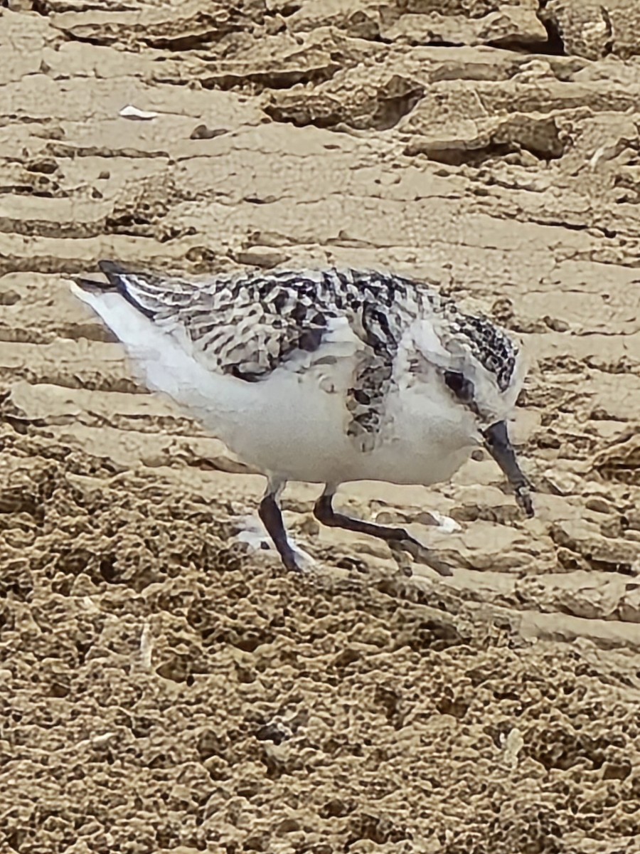 Sanderling - ML641315186