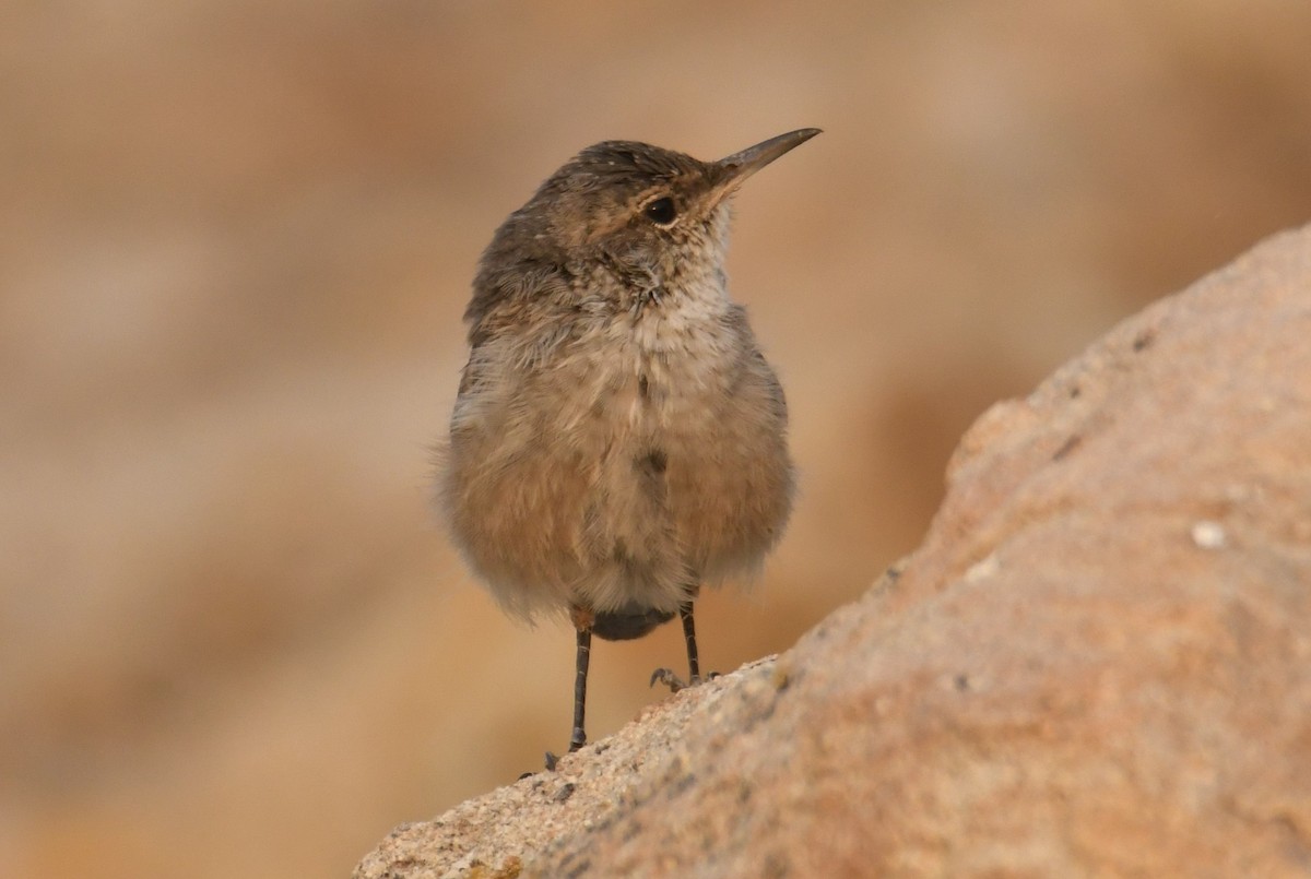 Rock Wren - ML641315217