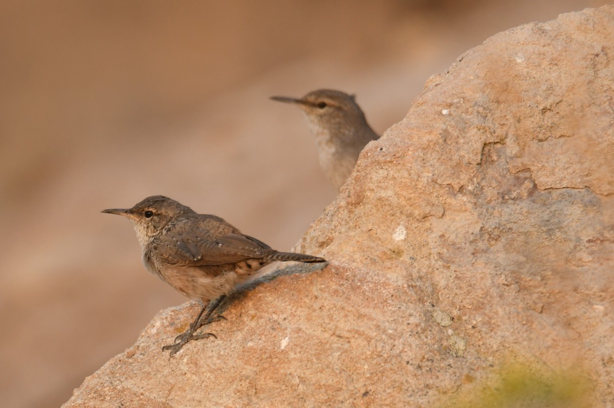 Rock Wren - ML641315222