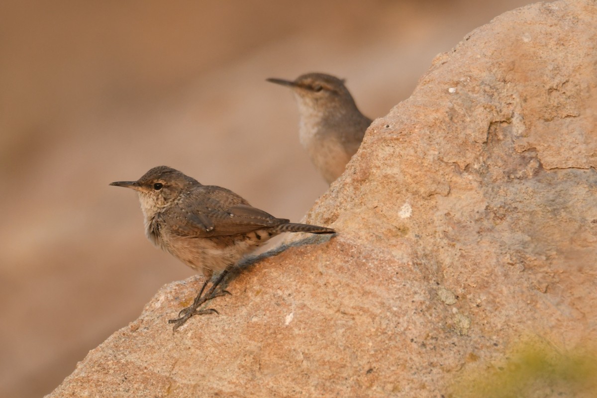 Rock Wren - ML641315223