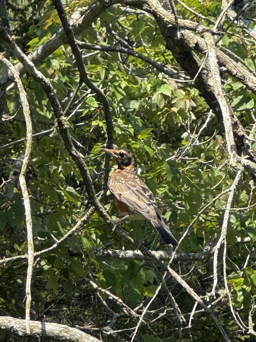 drozd stěhovavý - ML641315243