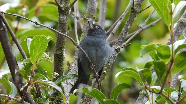 Slaty Flowerpiercer - ML641315254
