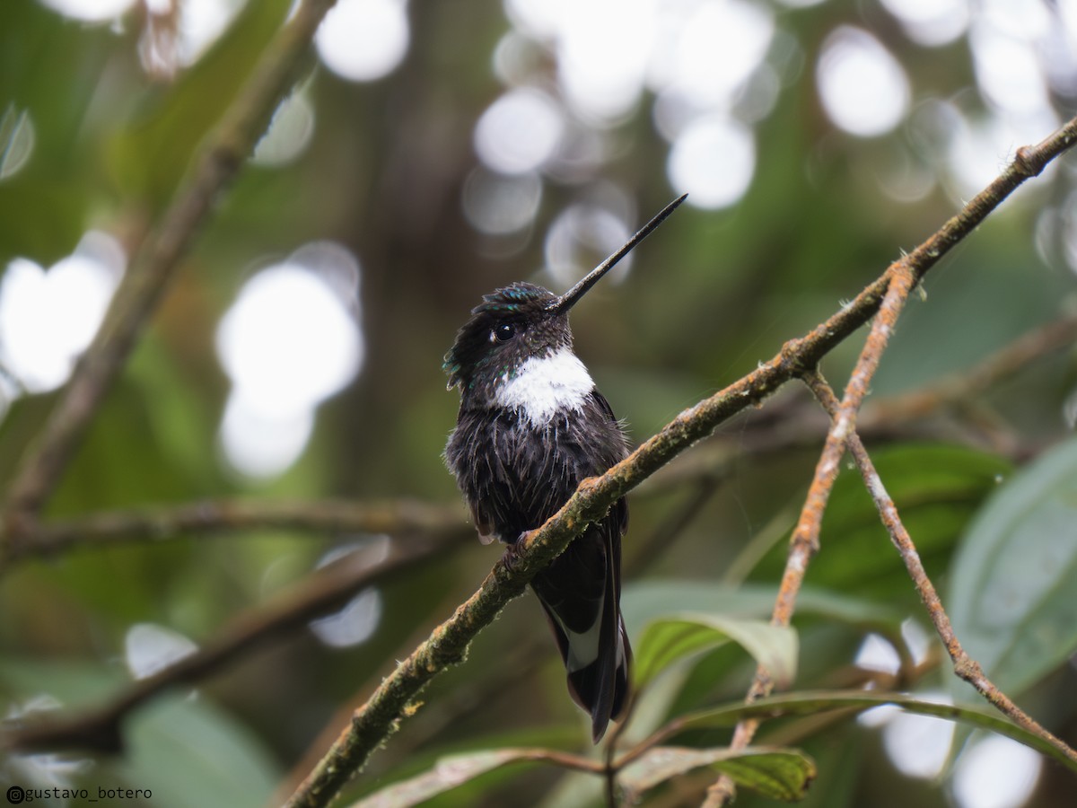 Collared Inca - ML641315257