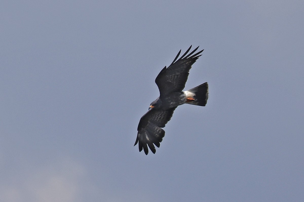Snail Kite - ML641315263