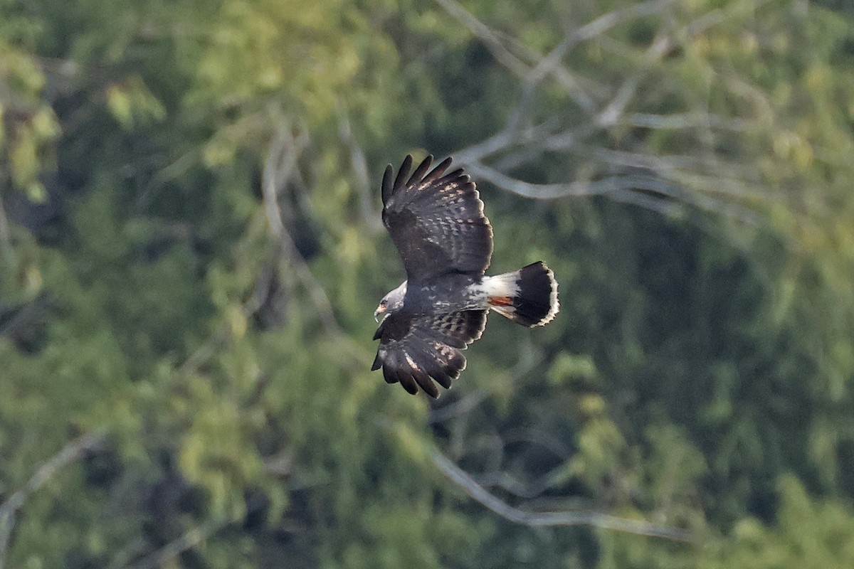 Snail Kite - ML641315264