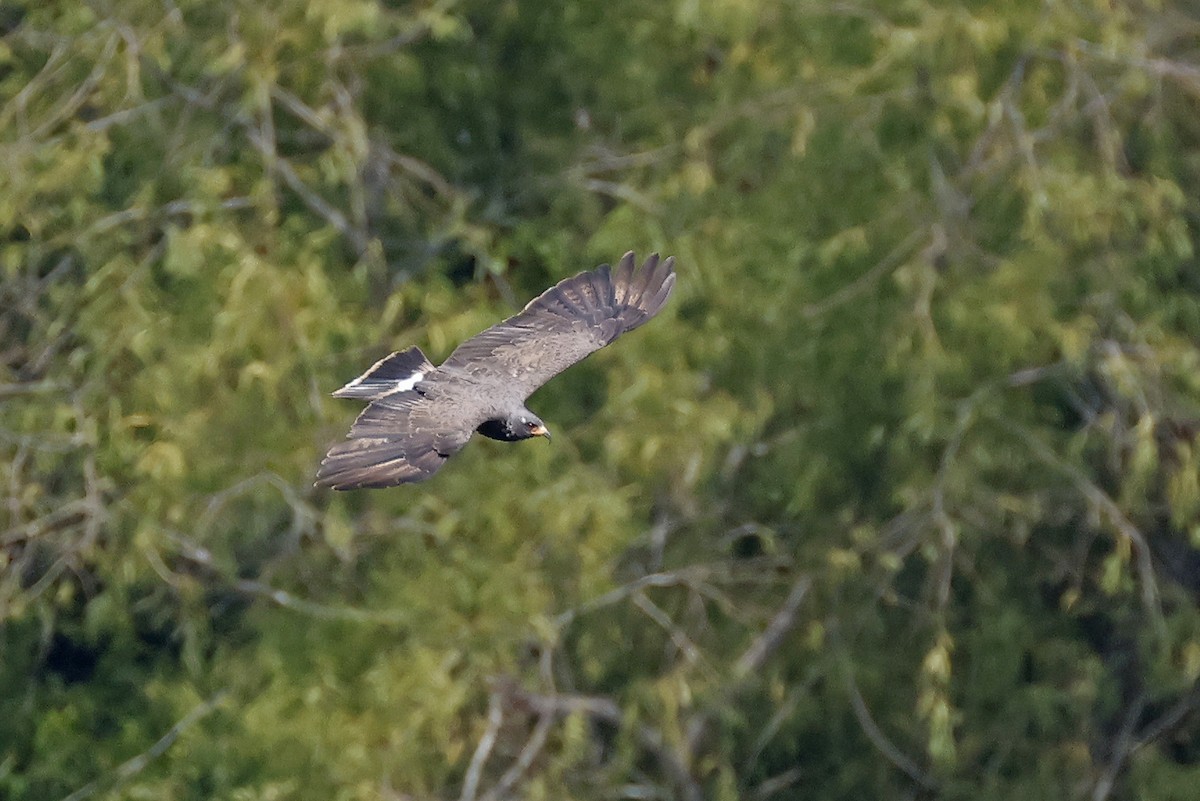 Snail Kite - ML641315265