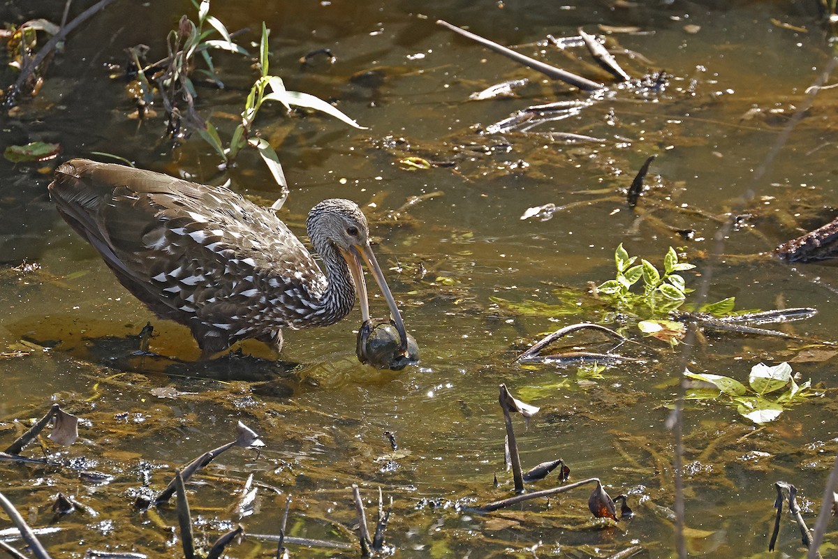 Limpkin - ML641315284