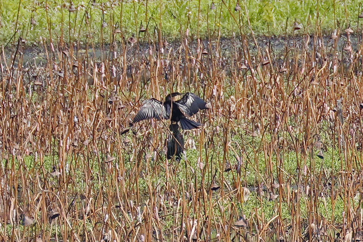 Anhinga - ML641315288