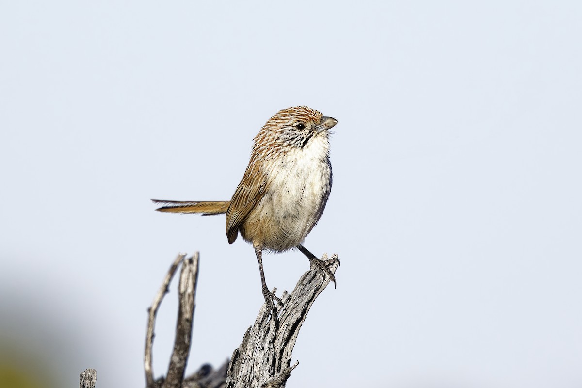 Amytis de l'Eyre - ML641315291