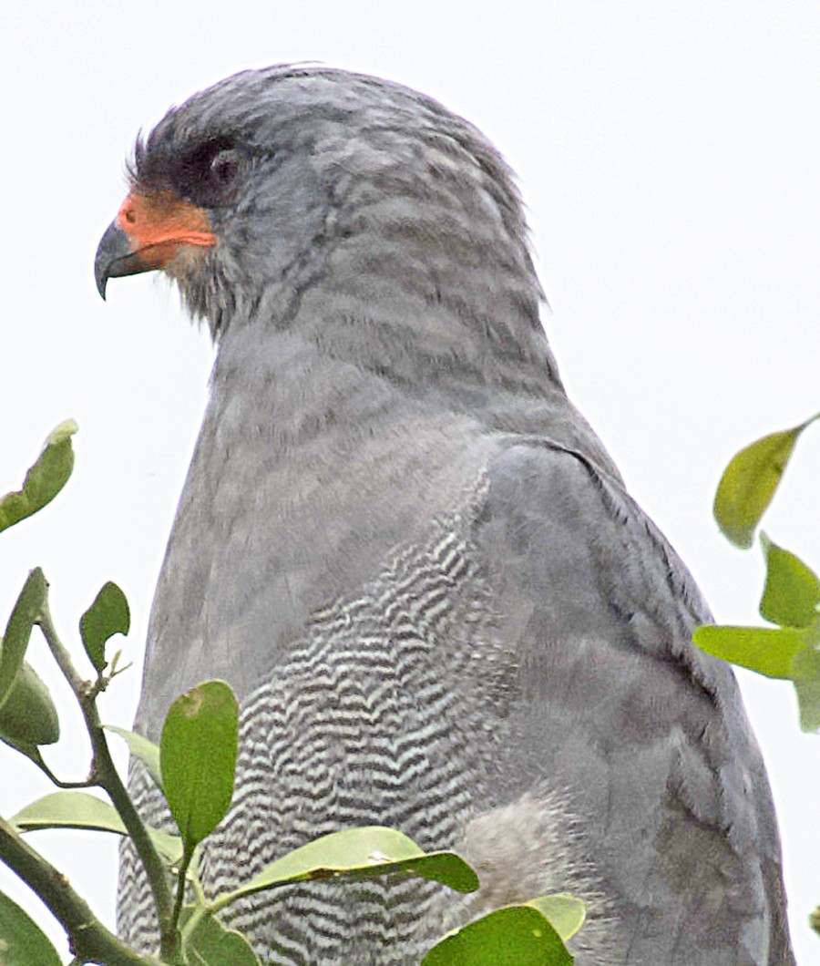 Azor Lagartijero Oscuro - ML641315298