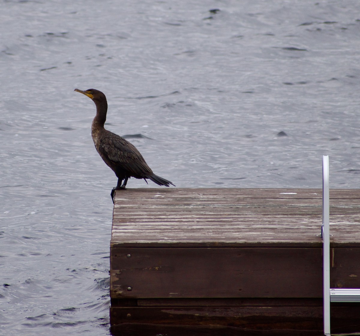 kormorán ušatý - ML641315300