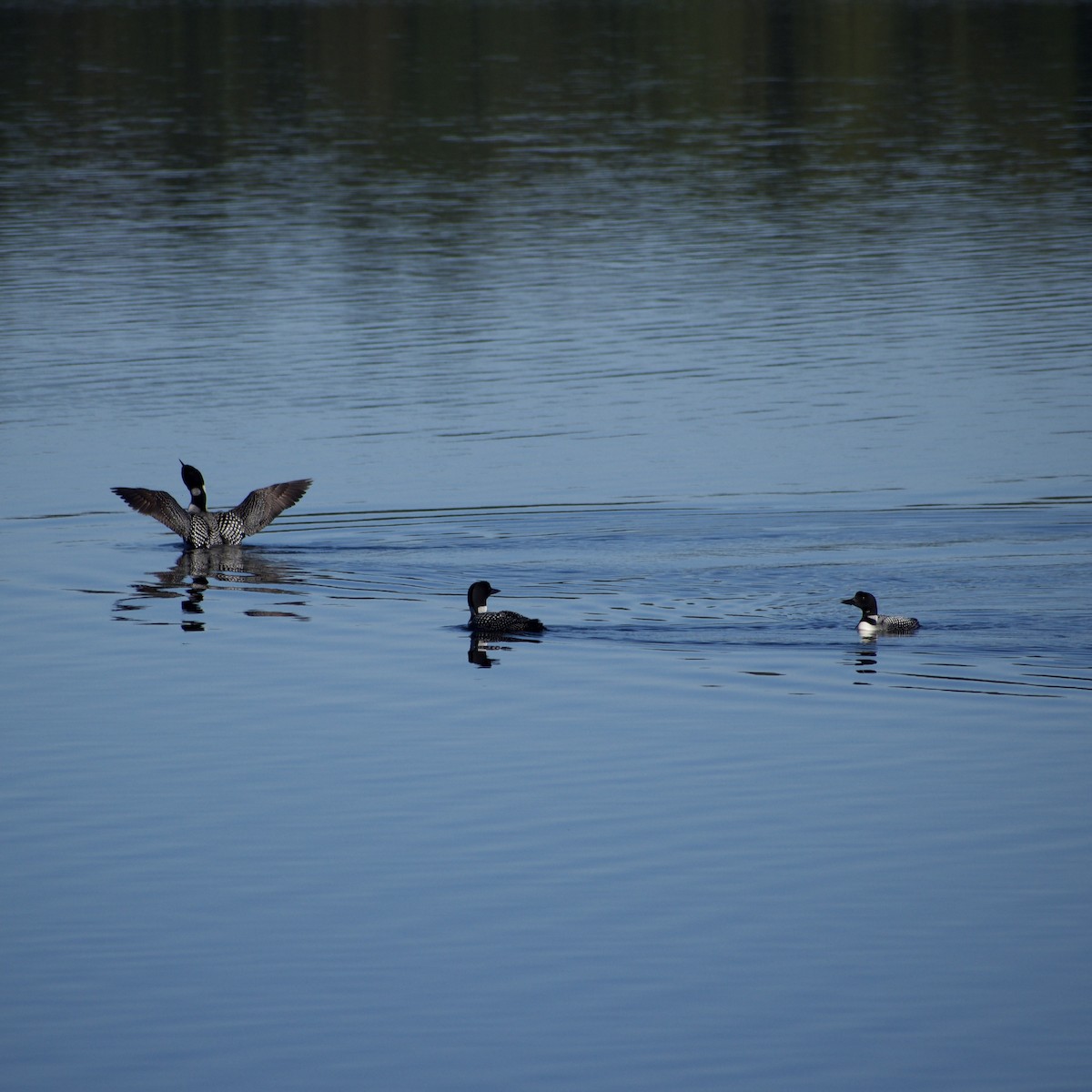 Common Loon - ML641315301