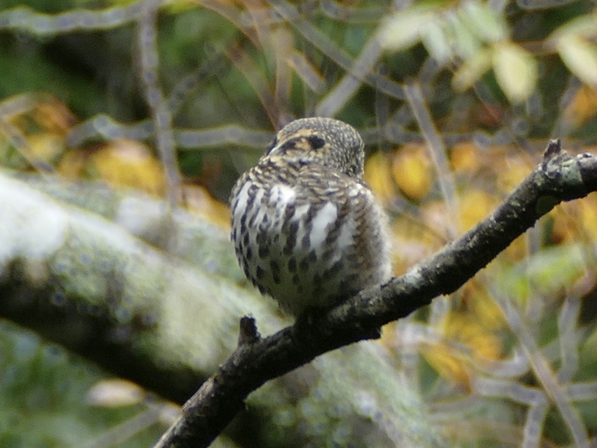 Collared Owlet - ML641315328