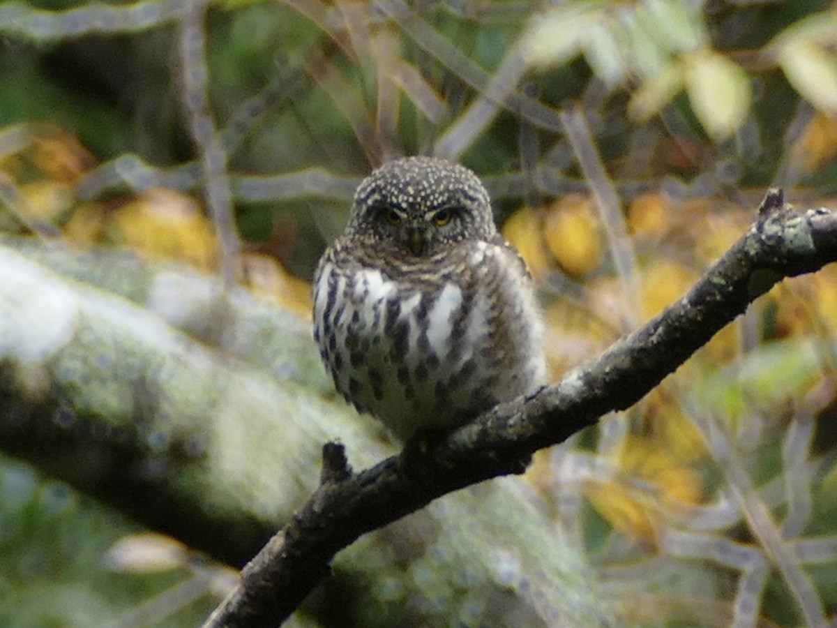 Collared Owlet - ML641315329