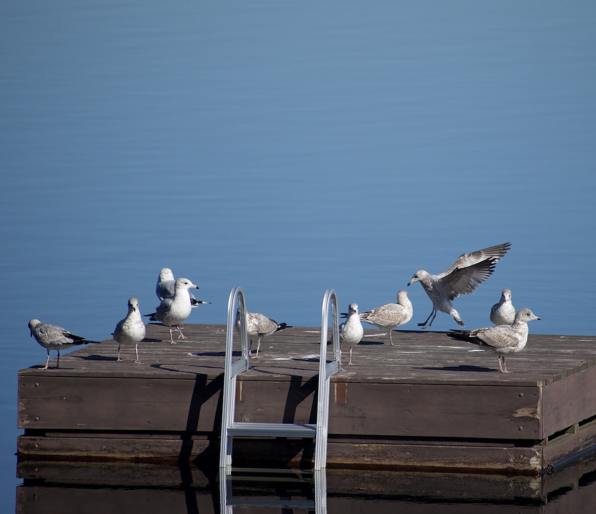 racek kroužkozobý - ML641315346