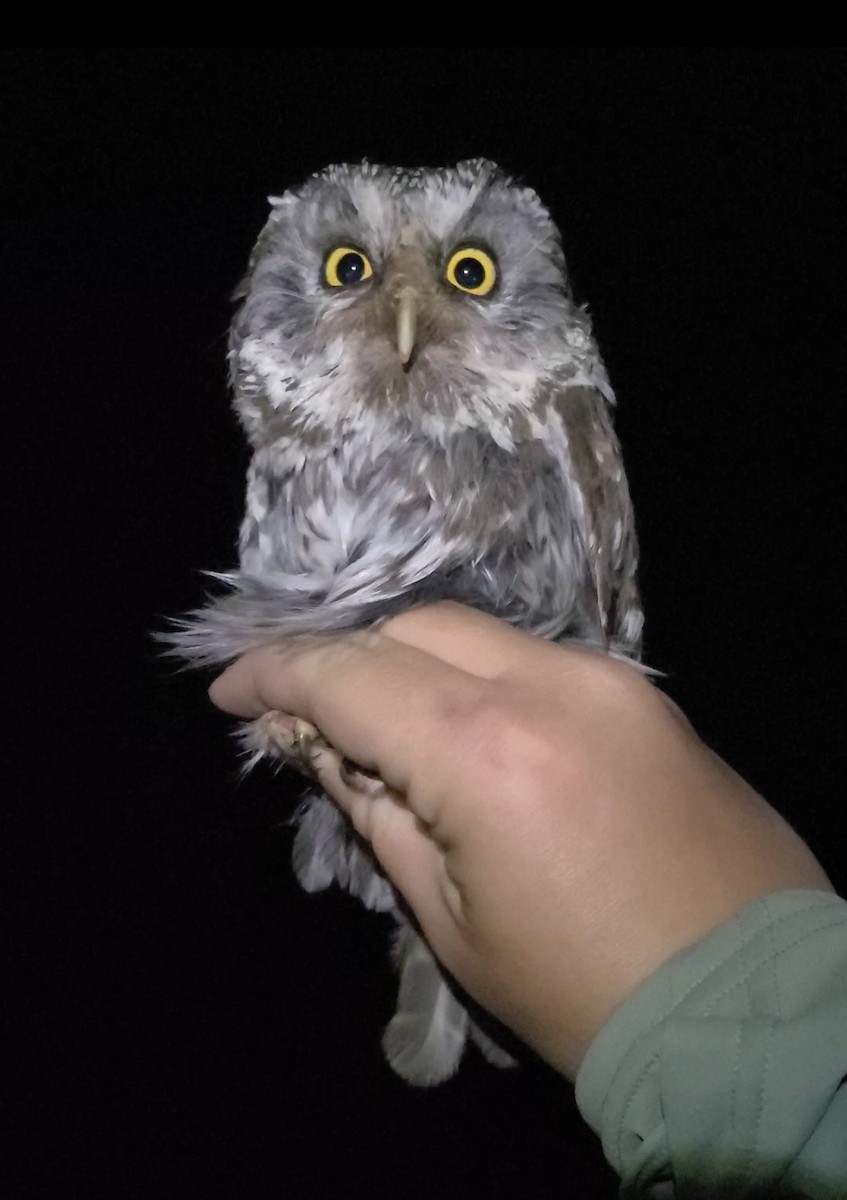 Boreal Owl - ML641315347