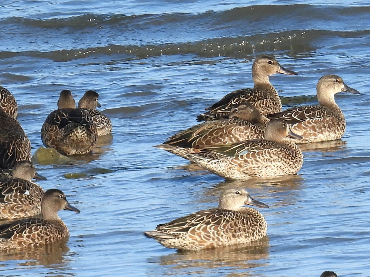 Blue-winged Teal - ML641315397